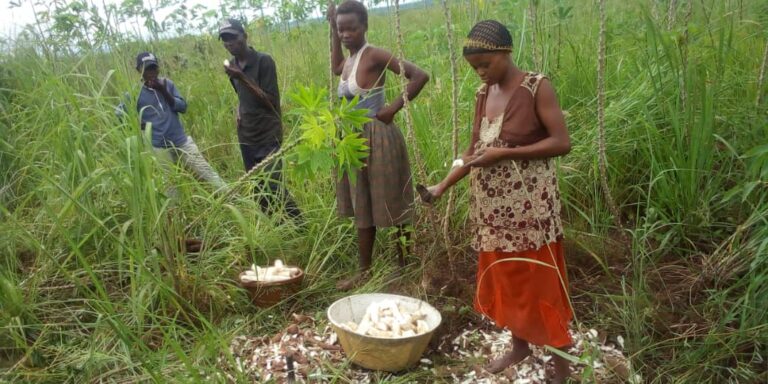 Ferme de Ngandajika